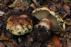 Cortinarius vellingae