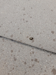 Paropsisterna sexpustulata