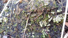 Atrichum crispum (Atrichum crispum)