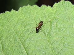 Camponotus subbarbatus