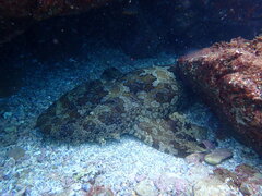 Orectolobus halei