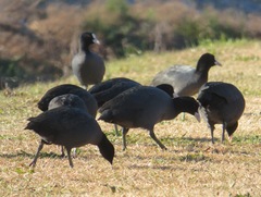 Fulica atra