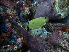 Chaetodon citrinellus