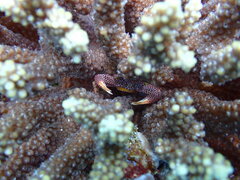 Trapezia rufopunctata