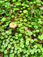 Pholiota subflammans