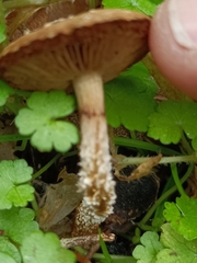 Pholiota subflammans