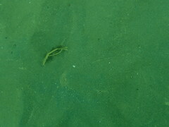 Astropecten polyacanthus