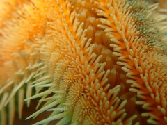 Astropecten polyacanthus