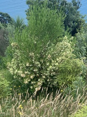 Acacia melanoxylon