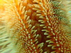 Astropecten polyacanthus