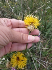 Centaurea orientalis
