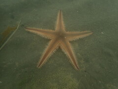 Astropecten polyacanthus