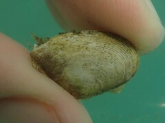Serratina charlottae