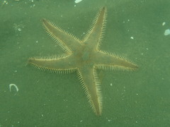 Astropecten polyacanthus