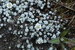 Leucogenes grandiceps