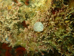 Eudistoma