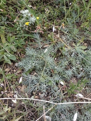 Seseli dichotomum