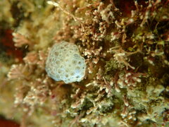 Eudistoma