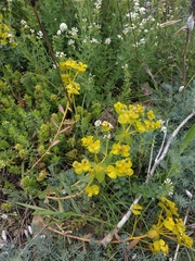 Euphorbia glareosa
