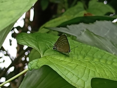 Deudorix epijarbas