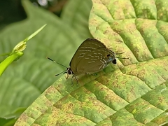 Deudorix epijarbas