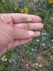 Scabiosa praemontana