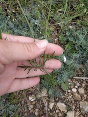 Scabiosa praemontana