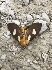 Asota australis