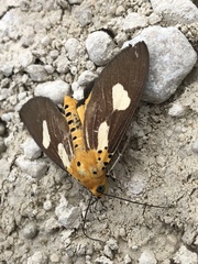 Asota australis
