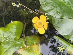 Nuphar japonica