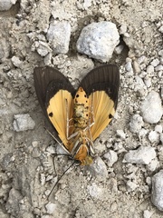 Asota australis