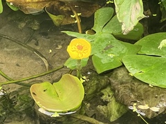 Nuphar japonica