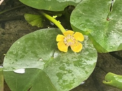 Nuphar japonica