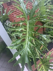Thaumatophyllum bipinnatifidum