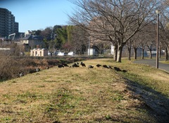 Fulica atra