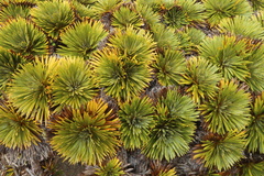 Aciphylla crosby-smithii
