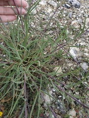 Gypsophila pallasii