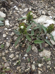 Prunella laciniata