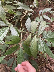 Elatostema lineolatum