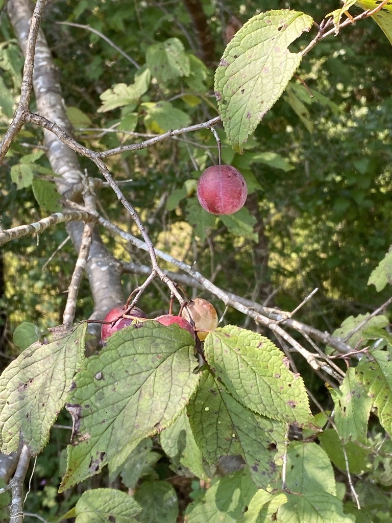 plums, cherries, and allies from Cobbs Landing Rd., Wilcox County, AL