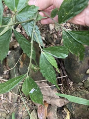 Elatostema lineolatum