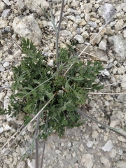 Pimpinella tragium