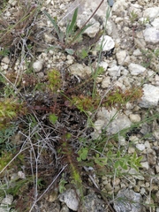 Cruciata taurica