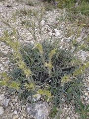 Onosma taurica