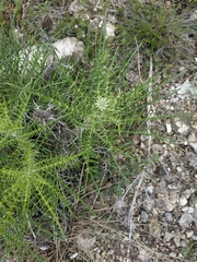 Ptilostemon echinocephalus
