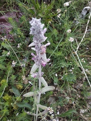 Stachys cretica