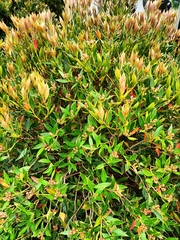 Metrosideros umbellata