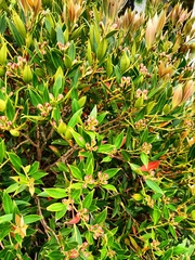 Metrosideros umbellata