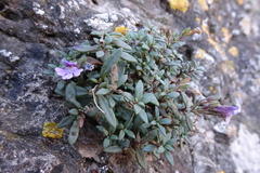 Chaenorhinum origanifolium