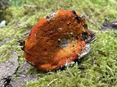 Hypomyces aurantius